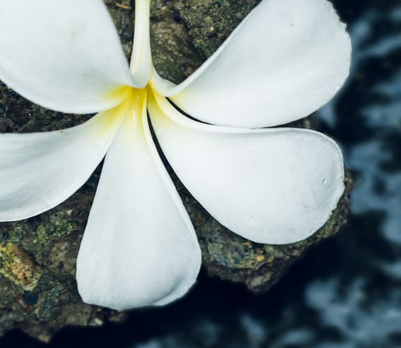 Flower pedals sitting on a rock